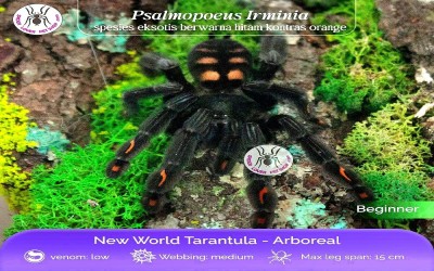 Psalmopoeus irminia sling tarantula
